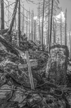 Death Of A Forrest